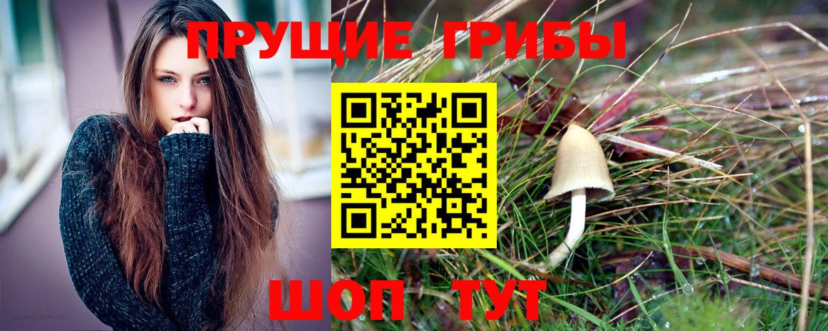 Псилоцибиновые грибы Psilocybe Кыштым